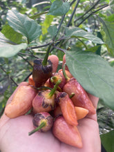 Load image into Gallery viewer, BBG Pink Horizon (Pepper Seeds)