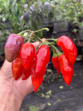 Load image into Gallery viewer, Red Wendigo (T-E) (Pepper Seeds)