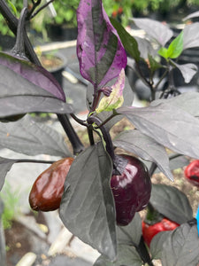 Bryan’s Emperor Blood (Pepper Seeds)