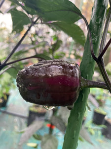 Bryan’s Emperor Blood (Pepper Seeds)