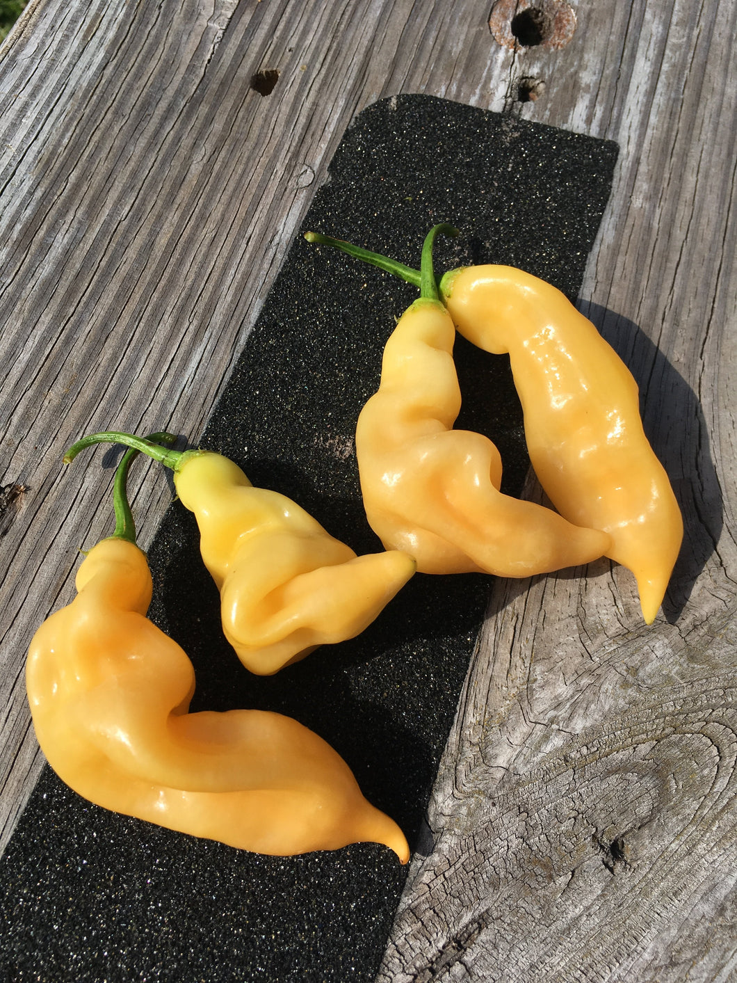 Sugar Rush Peach Improved (Pepper Seeds)