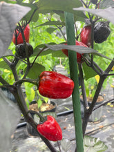 Load image into Gallery viewer, Bryan’s Emperor Blood (Pepper Seeds)