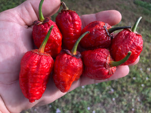 MedullaGum (Pepper Seeds)