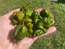 Load image into Gallery viewer, Green GhostScorpion T-E (Limited)(Pepper Seeds)