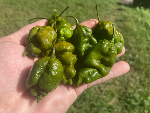 Green GhostScorpion T-E (Limited)(Pepper Seeds)