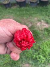 Load image into Gallery viewer, 7 Pot Primo Red (Pepper Seeds)