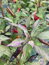 Load image into Gallery viewer, Pickles Blood (Grifter) (Pepper Seeds)