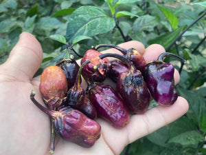 PurpleGum Black Cream (Pepper Seeds)