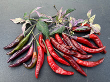 Load image into Gallery viewer, Lost Boys (T-E) (Pepper Seeds)