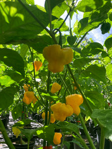 Kokomo Bonnet (Pepper Seeds)