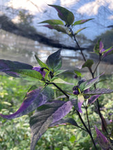 Load image into Gallery viewer, Red Trixster XD (Pepper Seeds)