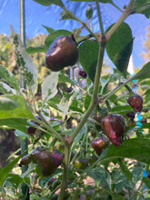 Load image into Gallery viewer, Anunnaki (Pepper Seeds)