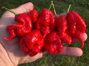 Primotalii Red (Pepper Seeds)