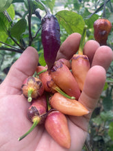 Load image into Gallery viewer, BBG Pink Horizon (Pepper Seeds)