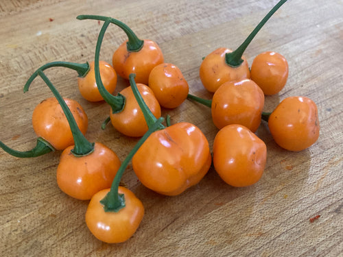 Charapon Amarillo (Pepper Seeds)