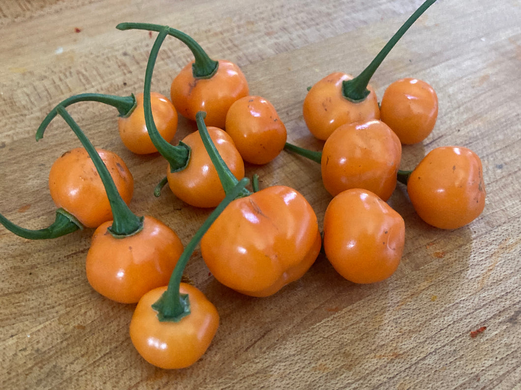 Charapon Amarillo (Pepper Seeds)