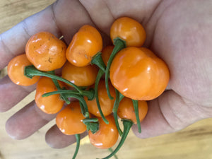 Charapon Amarillo (Pepper Seeds)
