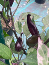 Load image into Gallery viewer, Tiger Jalapeño (Pepper Seeds)