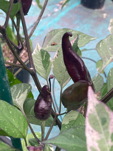 Tiger Jalapeño (Pepper Seeds)