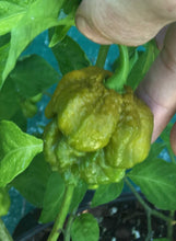 Load image into Gallery viewer, Big Mustard Mama (Pepper Seeds)