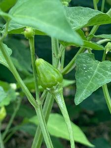 Aji Jamy (Pepper Seeds)