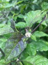Load image into Gallery viewer, Purple Uprising Yellow (Pepper Seeds)