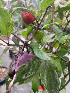 Bryan’s Vulcan Blood (Pepper Seeds)