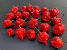 Load image into Gallery viewer, 7 Pot Brainstrain Red (Pepper Seeds)