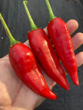 Load image into Gallery viewer, Aji Escabeche Pi260580 (Red)(Pepper Seeds)