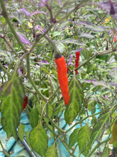 Load image into Gallery viewer, Lost Boys (T-E) (Pepper Seeds)