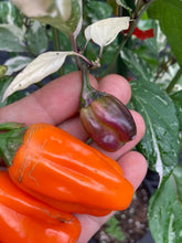 Load image into Gallery viewer, Tiger Anaheim (T-E Mix) (Pepper Seeds)