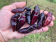 Load image into Gallery viewer, Pandora’s Box Pimenta Jolokia/PJ Mix (Pepper Seeds)