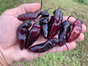 Pandora’s Box Pimenta Jolokia/PJ Mix (Pepper Seeds)