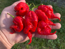 Load image into Gallery viewer, Primotalii Red (Pepper Seeds)