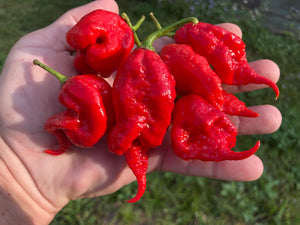 Primotalii Red (Pepper Seeds)