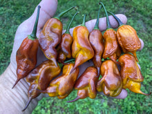 Load image into Gallery viewer, Taj Mahal Mustard (Pepper Seeds)