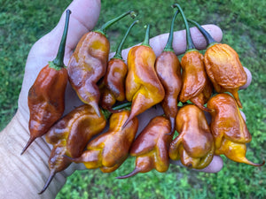 Taj Mahal Mustard (Pepper Seeds)