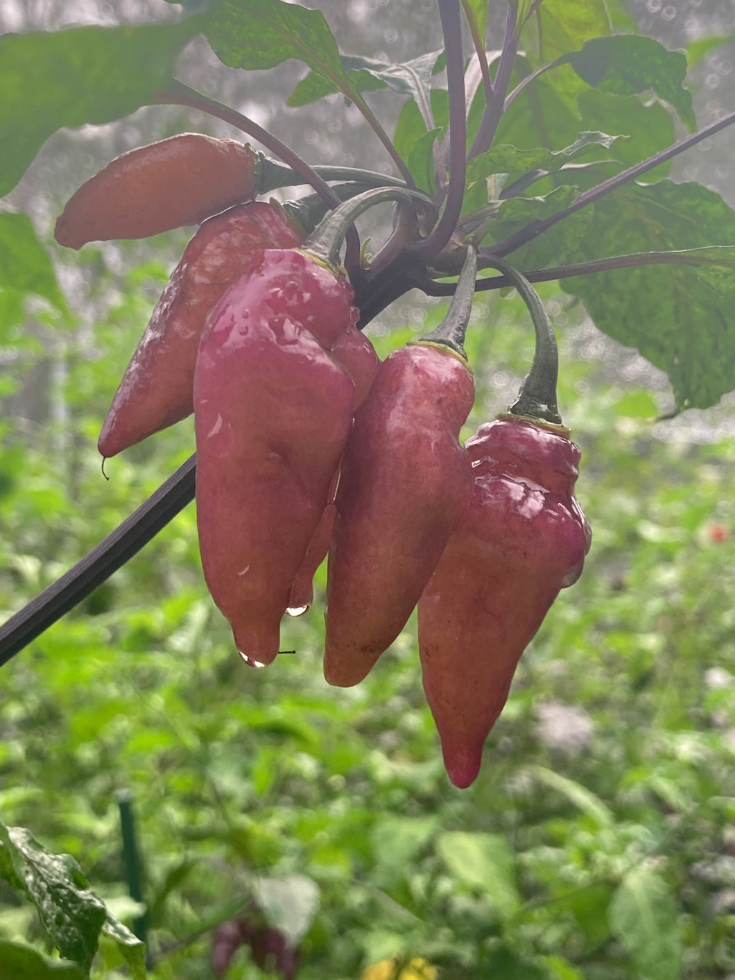 Pink Wendigo (T-E) (Pepper Seeds)