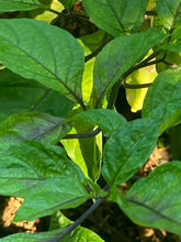 Load image into Gallery viewer, Purple Uprising Yellow (Pepper Seeds)