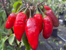 Load image into Gallery viewer, Red Wendigo (T-E) (Pepper Seeds)