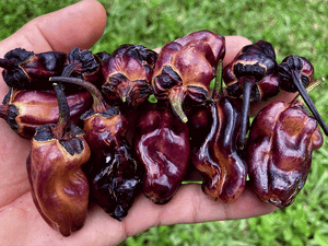 Dark BBG Horizon (Pepper Seeds)