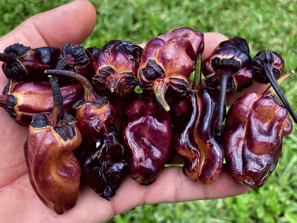 Dark BBG Horizon (Pepper Seeds)