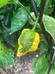 Purple Uprising Yellow (Pepper Seeds)