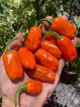 Load image into Gallery viewer, Thunder Nugs (Pepper Seeds)