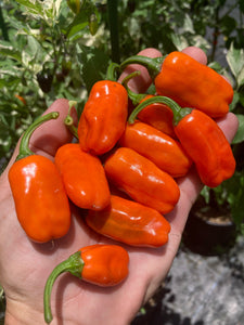 Thunder Nugs (Pepper Seeds)