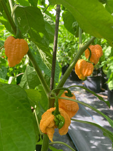 Fujiwhara (Pepper Seeds)