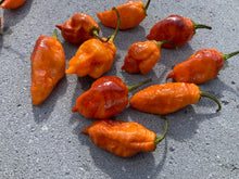 Load image into Gallery viewer, Orange Sharknado (Blushed) (T-E)(Pepper Seeds)