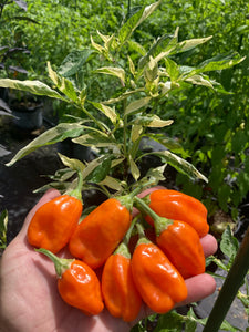 Puriraheim (T-E) (Pepper Seeds)