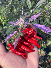 Load image into Gallery viewer, Corvinas (T-E) (Pepper Seeds)