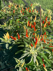 Hot Pallet (Pepper Seeds)